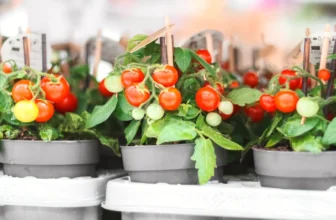 You don’t need a backyard to grow these vegetables in pots.