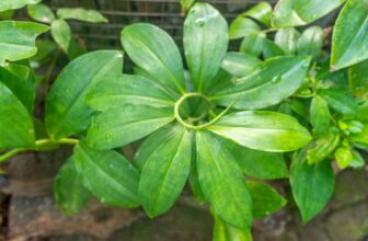 The Insulin Plant at Home: How to Grow This Powerful Medicinal Herb with Minimal Care