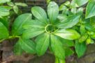 The Insulin Plant at Home: How to Grow This Powerful Medicinal Herb with Minimal Care