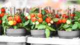 You don’t need a backyard to grow these vegetables in pots.